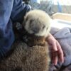 cbc baby sea otter to arrive at vancouver