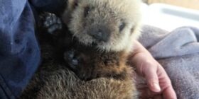 cbc baby sea otter to arrive at vancouver