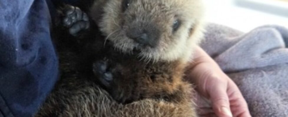 cbc baby sea otter to arrive at vancouver