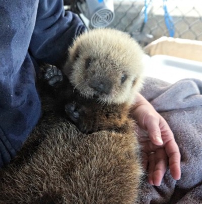 cbc baby sea otter to arrive at vancouver