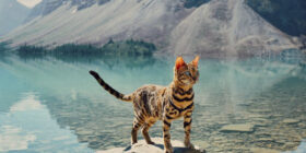 bradleykowe seethestarsablaze