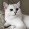via coby the cat cobythecat should i sleep