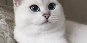 via coby the cat cobythecat should i sleep
